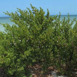 Bay Cedar