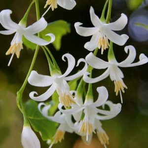 American Snowbell