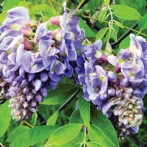 Amethyst Falls American Wisteria