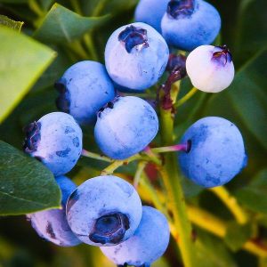 Emerald Blueberry (Highbush)