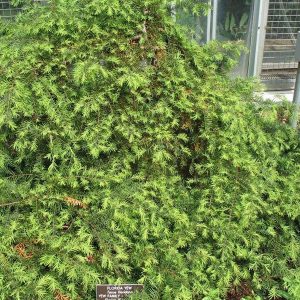Florida Yew