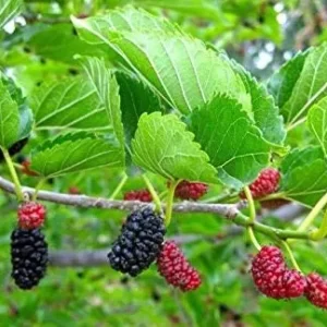 Red Mulberry