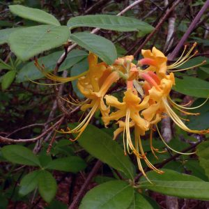 Florida Flame Azalea