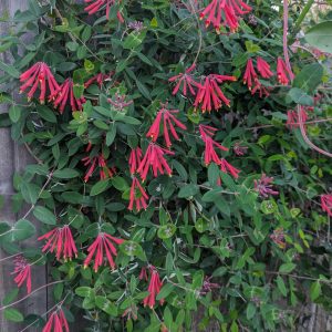 Coral Honeysuckle