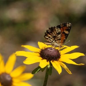 Black-eyed Susan var. Floridana