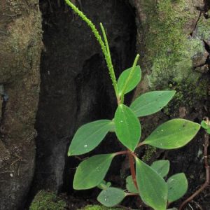 Low Peperomia - 1g