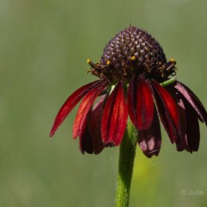 Grassleaf Coneflower