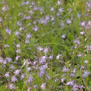 Bay Lobelia