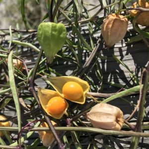 Coastal Groundcherry