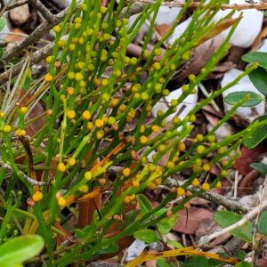 Whisk Fern 1g