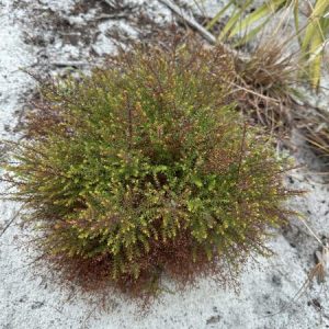 Deckert's Pinweed