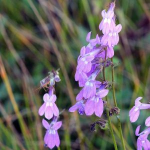 Glades Lobelia 1g