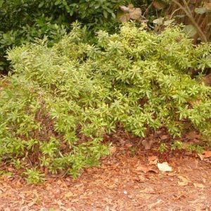 Dwarf Wax Myrtle