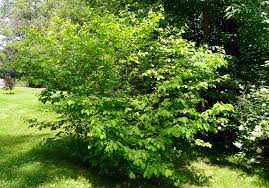 Spicebush