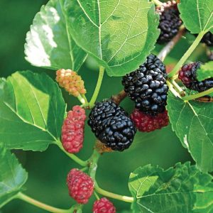 "Dwarf Everbearing" Black Mulberry