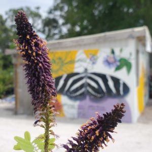 Lead Plant False Indigo
