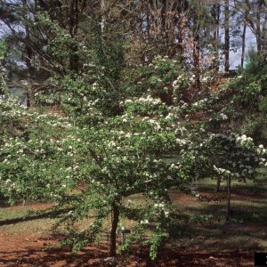 Parsley Haw