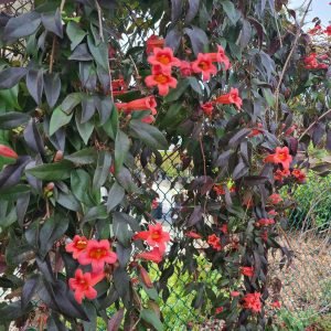 Crossvine