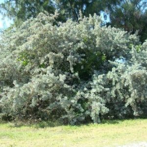 Silver Buttonwood