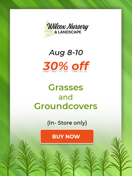 Grasses and Groundcovers