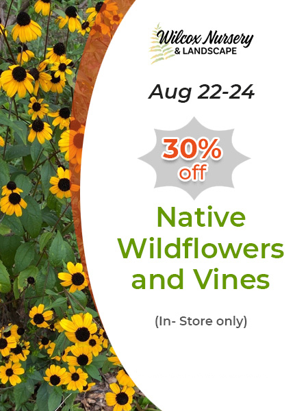 Native Wildflowers and Vines