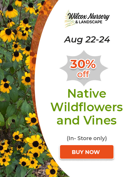 Native Wildflowers and Vines