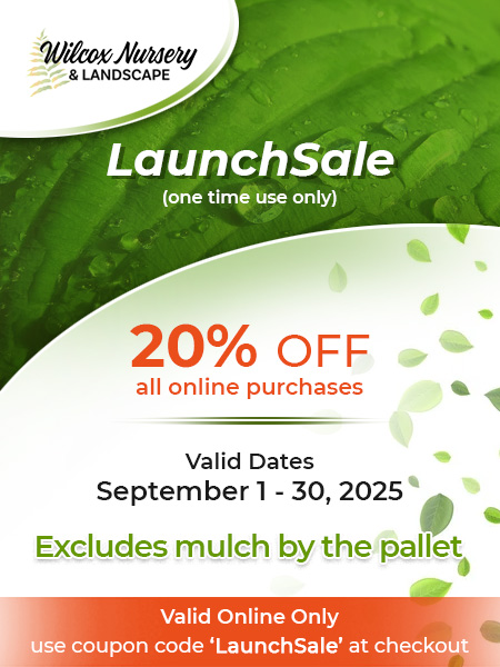 Launch Sale