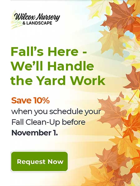 Fall Cleanup Special