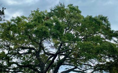 Southern Live Oak, Quercus virginiana