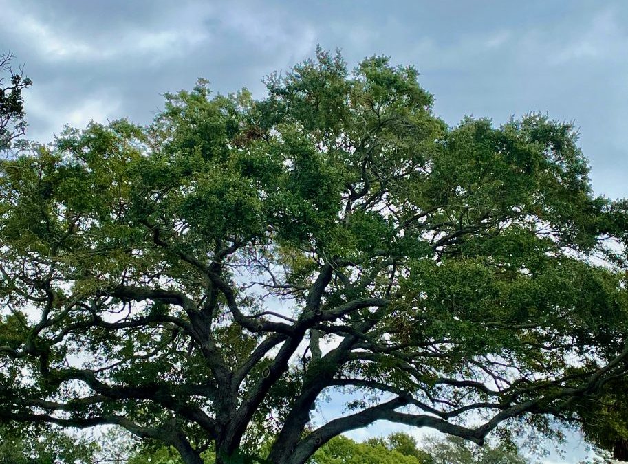 Southern Live Oak, Quercus virginiana
